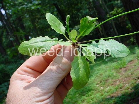 hawksbeard, Asiatic
